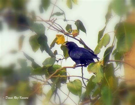 Sans Frontiers: The Male Indian Koel(Kokil) Bird