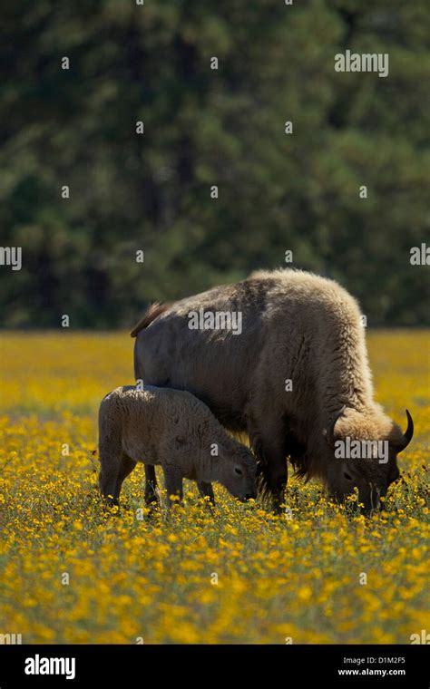 American white buffalo hi-res stock photography and images - Alamy