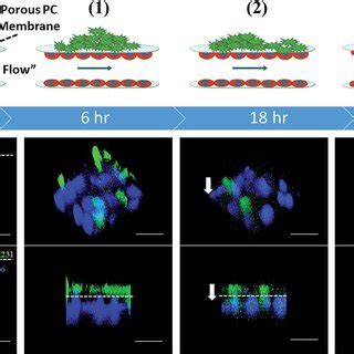 Real-time monitoring the process of tumor cells metastasis: (1) liver... | Download Scientific ...