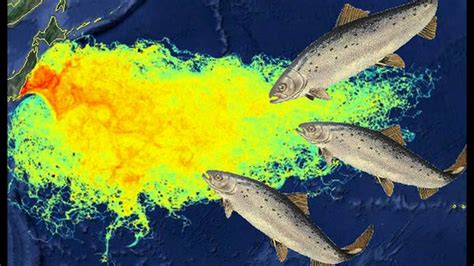 Fukushima Radiation: Your Days of Eating Pacific Ocean Fish Are Over, Or Worse… | Non-Stop Healthy