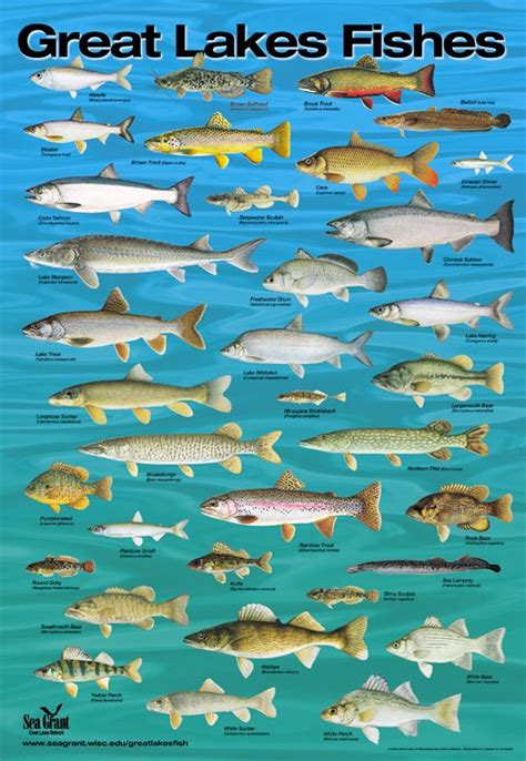 Great Lakes species: How many have you caught? | Michigan fishing, Lake fishing, Great lakes