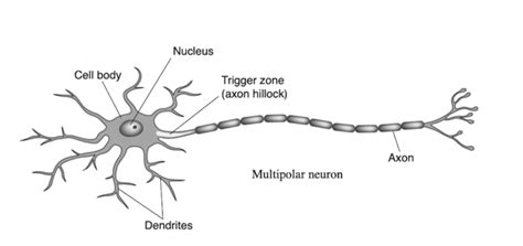 multipolar neuron Diagram | Quizlet