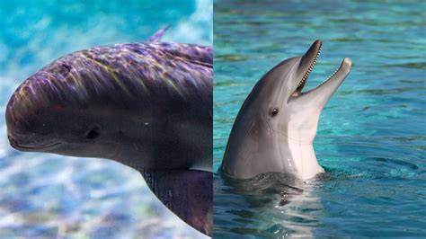 What Is The Difference Between A Porpoise And A Dolphin - Online Field Guide