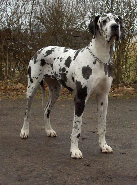 Great Dane Dog Breed » Information, Pictures, & More