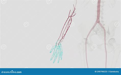 Forearm: Radial and Ulnar Arteries Stock Video - Video of contraction, emergency: 290798225