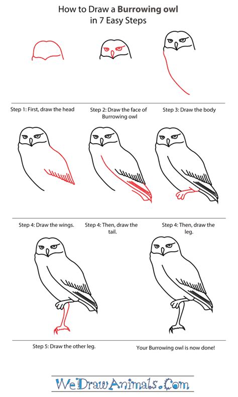 how-to-draw-a-burrowing-owl-step-by-step | Owls drawing, Bird drawings ...