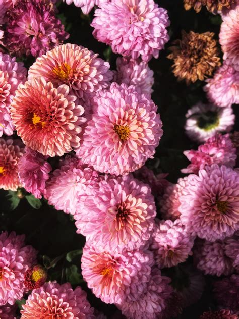 Never enough pink mums : r/flowers