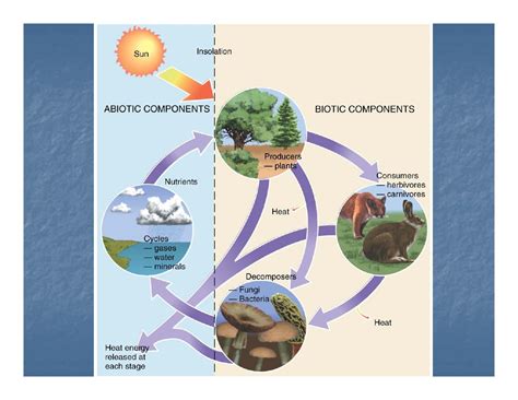 Biogeography