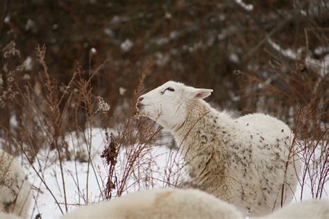 About 4 — Crossroads Land + Livestock