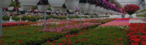 Floriculture plant cultivation techniques and management - IIAASD