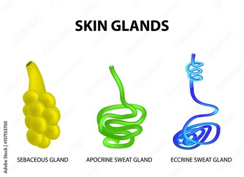 The structure of the glands of the skin. sebaceous, Eccrine sweat, Apocrine sweat. Set ...