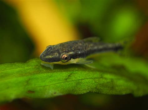 Otocinclus: Care Guide, Size, Behavior And Lifespan