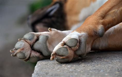 Paw Swelling in Dogs | Great Pet Care