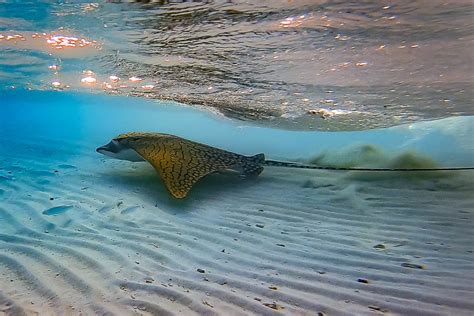 Ornate eagle ray (Aetomylaeus vespertilio) Baa Atoll, Maldives (2018) - Ornate eagle ray ...