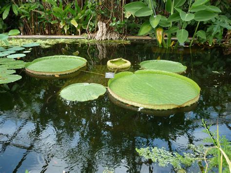 giant lily pads-3605 | Stockarch Free Stock Photo Archive