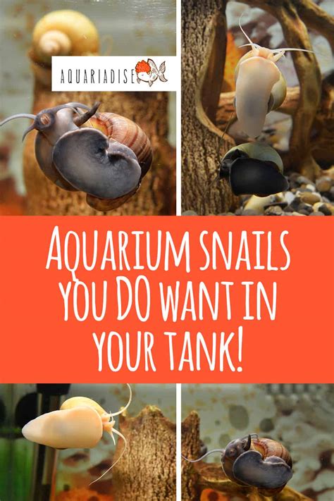 Aquarium Snails You Do Want In Your Tank! - Aquariadise