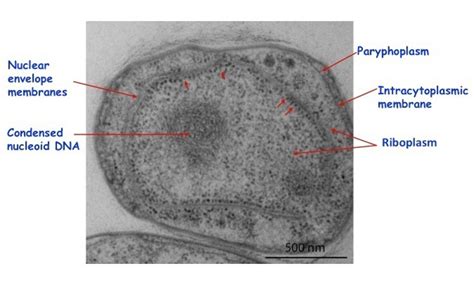 Prokaryotic Cell Labeled - 32 Label The Structures Of The Prokaryotic ...