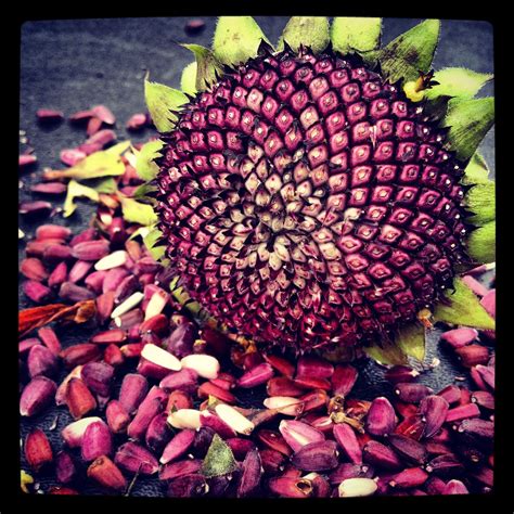 Harvesting red sunflower seeds! | Red sunflowers, Sunflower seeds, Sunflower