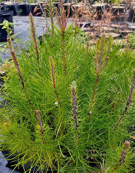 Pinus muricata / Bishop pine — Ecotone Plants LLC