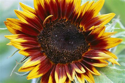 15 Eye-Popping Sunflower Varieties