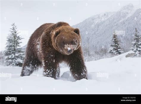 Adult Brown bear walking through fresh snow at the Alaska Wildlife Conservation Center ...