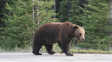 The Legacy of Big Boy the Grizzly Bear | Blog | Nature | PBS