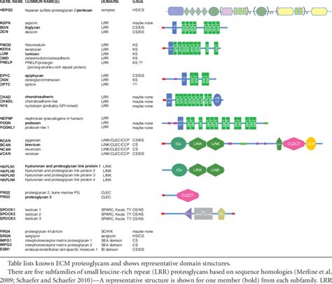 Extracellular matrix proteoglycans | Download Table