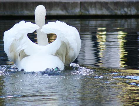 Swan Heart by Shakti75 on DeviantArt