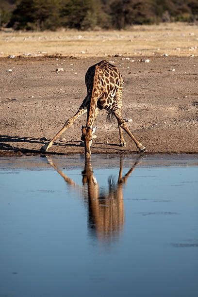 Royalty Free Giraffe Drinking Water Pictures, Images and Stock Photos - iStock