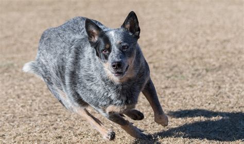 5 Secrets to Tire Your Blue Heeler Puppy: Advice from Veteran Owners