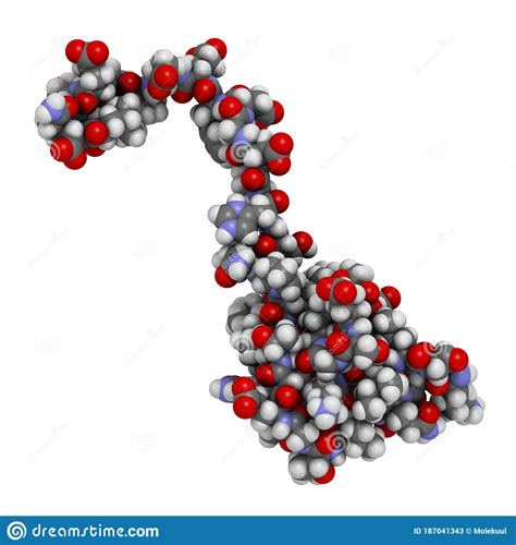 Hirudin Protein Molecule. Anticoagulant Protein From Leeches That ...