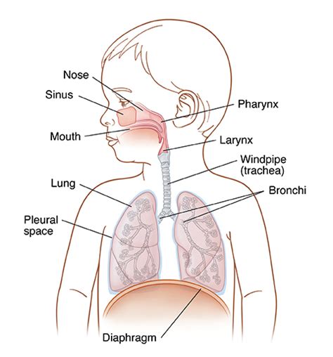 Anatomy of Your Child’s Respiratory System | Saint Luke's Health System