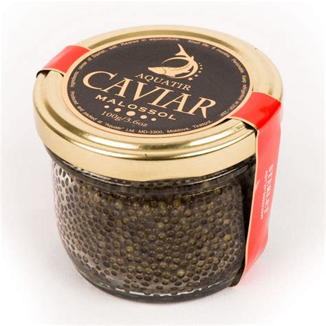 STERLET CAVIAR MALOSSOL(Acipenser ruthenus) | Best Black Caviar