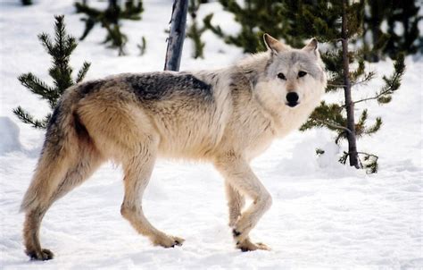 Why Restore Wolves to Colorado? - San Juan Citizens Alliance