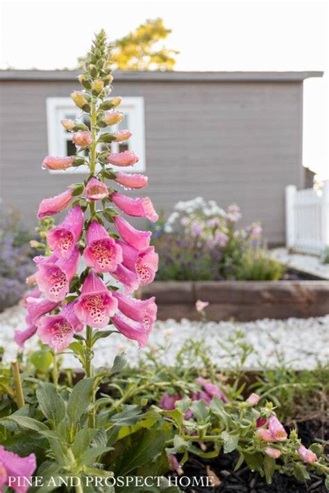 Classic Perennials for a Cottage Garden: My Favorite Low Maintenance Plants - Pine and Prospect Home