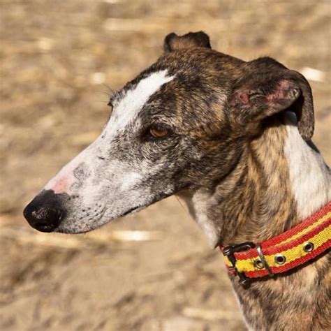 Spanish Greyhound - Temperament, Lifespan, Shedding, Puppy