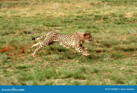 Cheetah running 3 stock photo. Image of claws, grasslands - 41155682