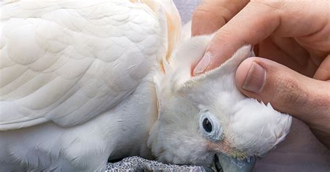 Things to Consider Before Adopting a Cockatoo Parrot as a Pet