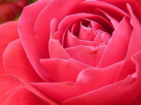 Free photo: rose, rose bloom, bloom, flower, red, beautiful, color | Hippopx