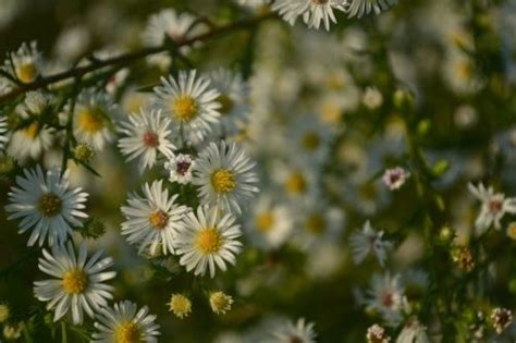 Alabama Wildflowers | Wild flowers, Alabama, Outdoor