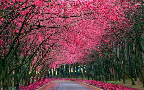 Fondos de paisajes de rosas - Imagui