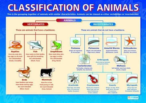 Diagram of animal classification: vertebrate and invertebrate | Vertebrates and invertebrates ...