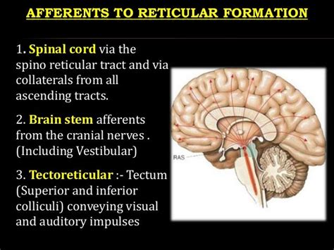 Where Is The Reticular Formation Located