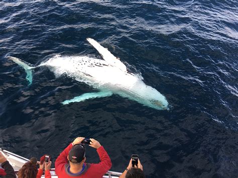 All About Whale Watching