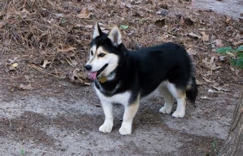 6 Adorable Corgi Mixed Breeds That Are Almost Too Cute To Be Real