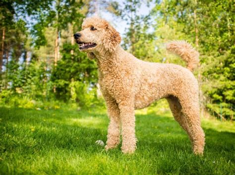 The Boxerdoodle (Boxer Poodle Mix) Is A Real Thing: Is Your Mind Blown?