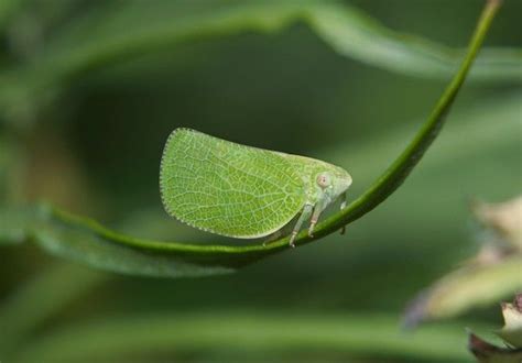 11 Amazing Examples of Insect Camouflage | Insects, Fun facts about animals, Camouflage