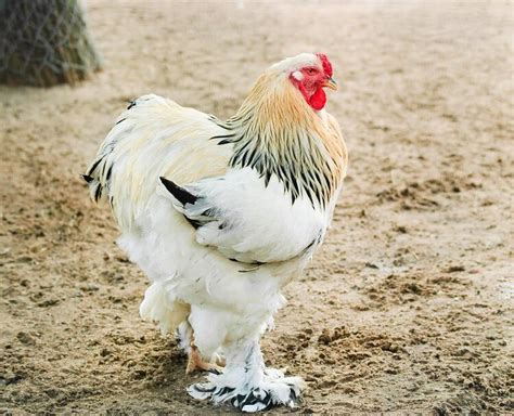 Brahma Chicken All You Need To Know: Colors, Eggs And More… | Chickens ...