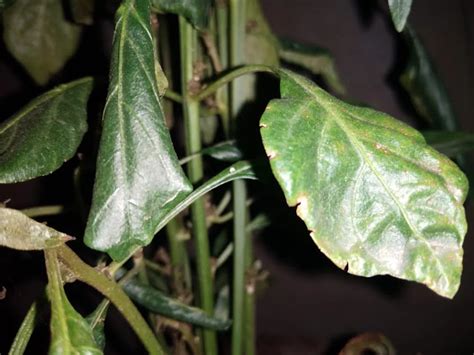 How To Control LEAF CURL VIRUS In Chilli? - Agriculture Review