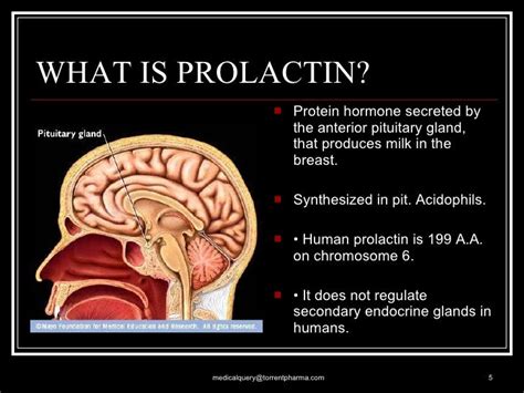 Prolactin+final